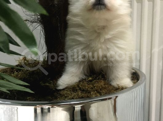 2 Aylık Erkek Pomeranian Teddy Bear görsel